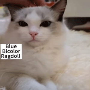 Blue Bicolor Ragdoll