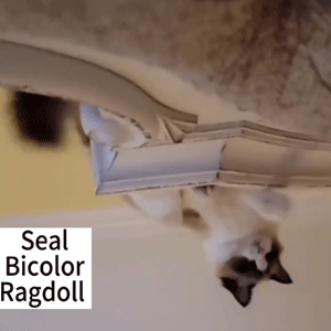 Seal Bicolor Ragdoll